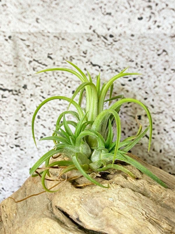 Amazon.co.jp: Frontier Plants現品チランジア イオナンタ ヴァリエ